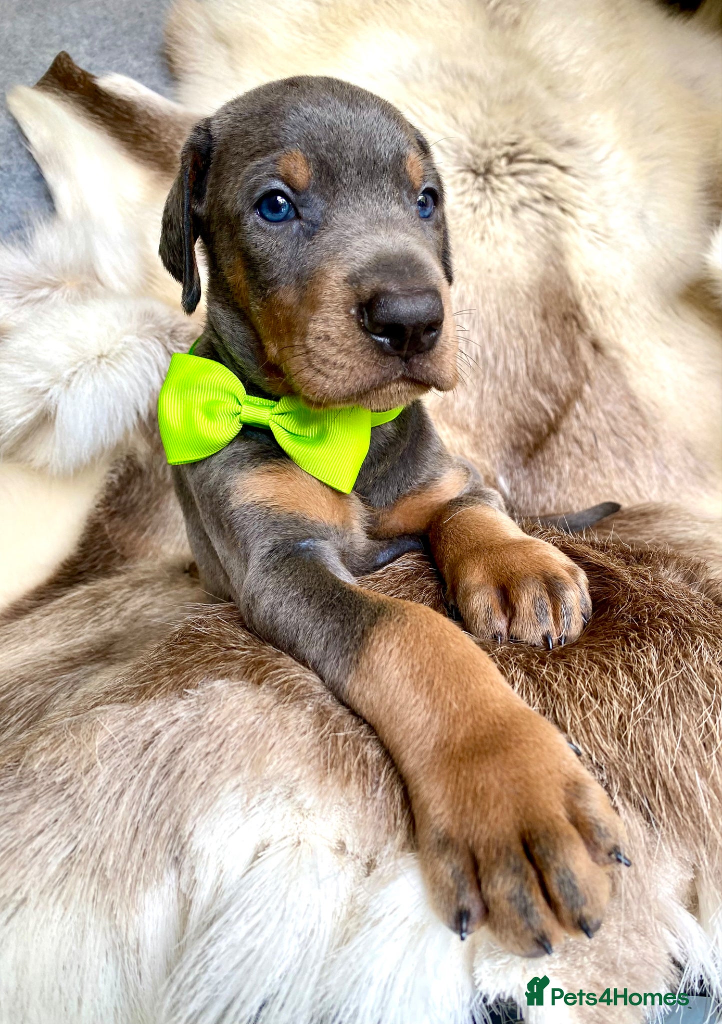 Dobermann dogs for sale: *KC REGISTERED* HEALTH TESTED DOBERMAN PUPPIES - Advert 21