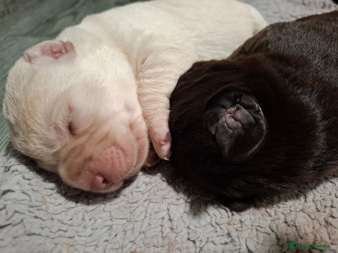 Labradoodle dogs for sale: Beautful labradoodle puppies available for sale  - Advert 7