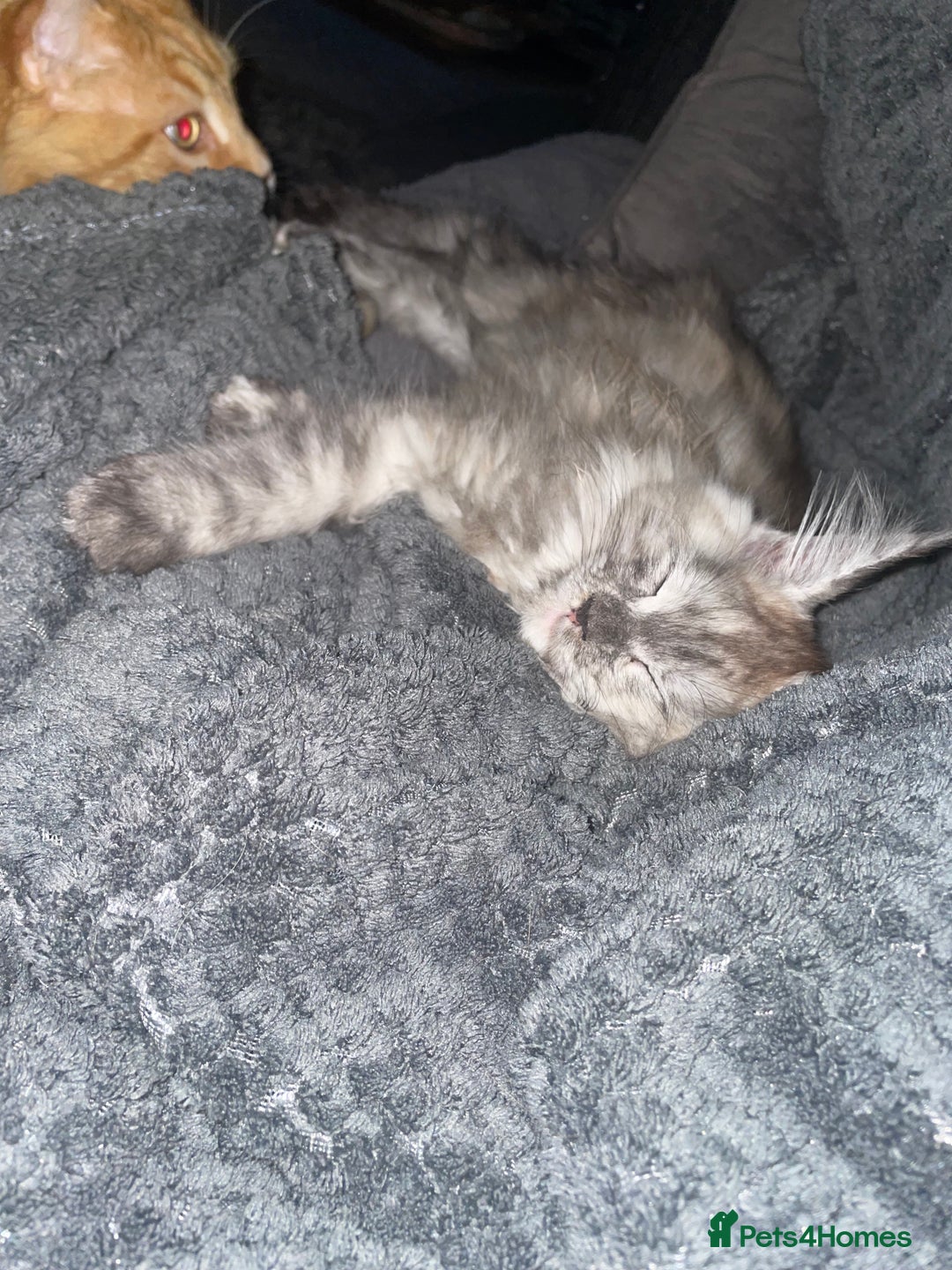 Maine Coon cats for sale: TICA registered Maine coon kittens  - Image 10