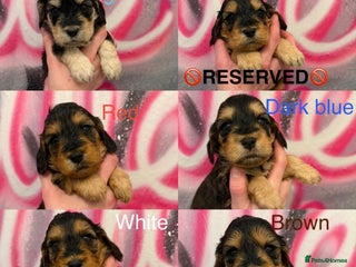 Cockapoo dogs *STUNNING F1 COCKAPOO PUPPIES* - Advert 8