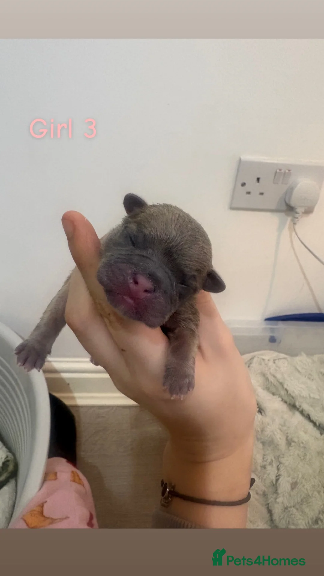 Mixed Breed dogs for sale: 8 Frenchie X pug puppies in Manchester - Advert 10
