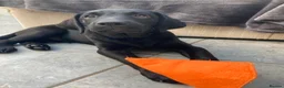 Labrador Retriever dogs for sale: 8 Stunning Fox Red & Black Labrador Puppies - Advert 6