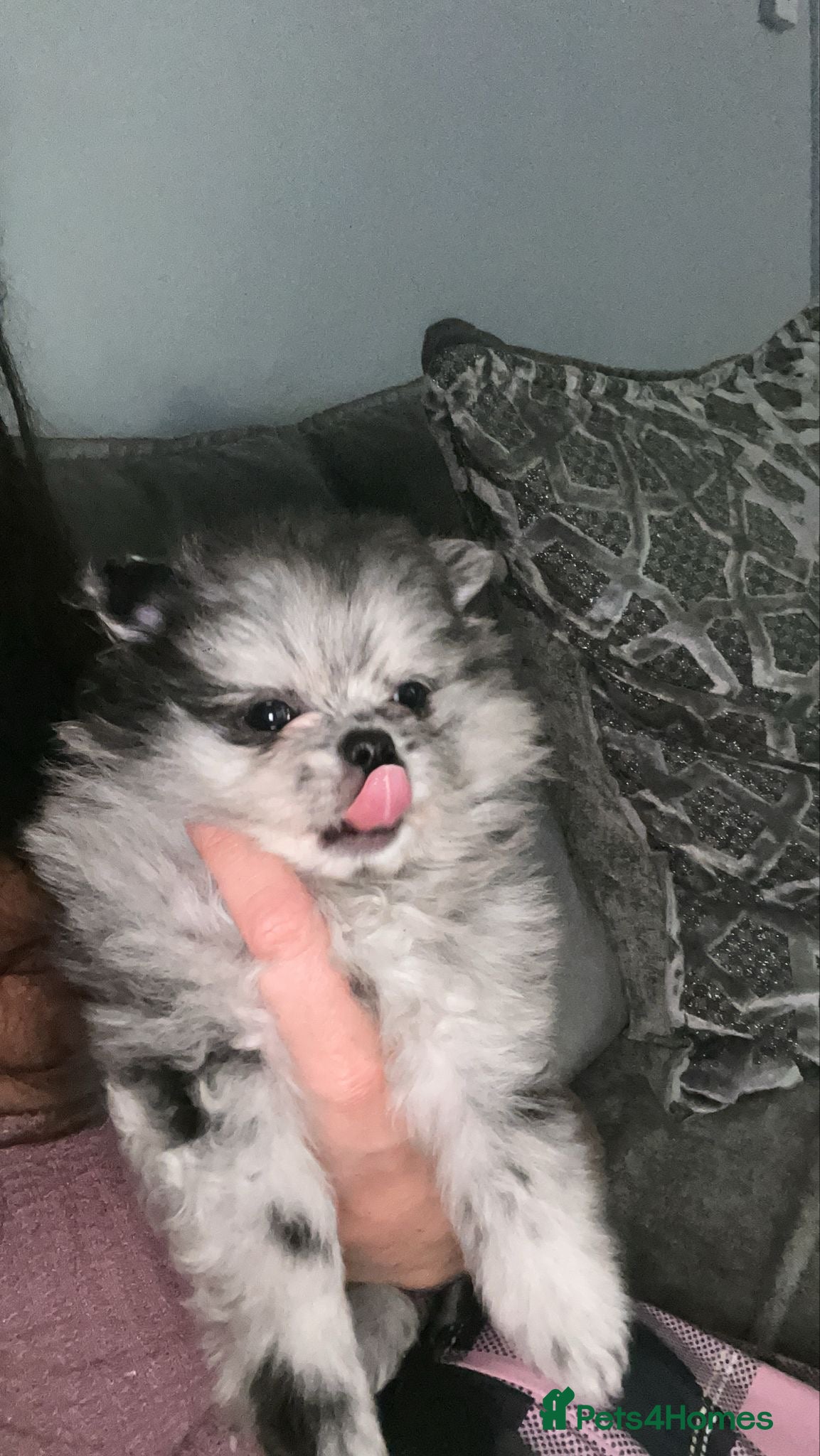 Pomeranian dogs Merle Pomeranian puppy - Advert 12