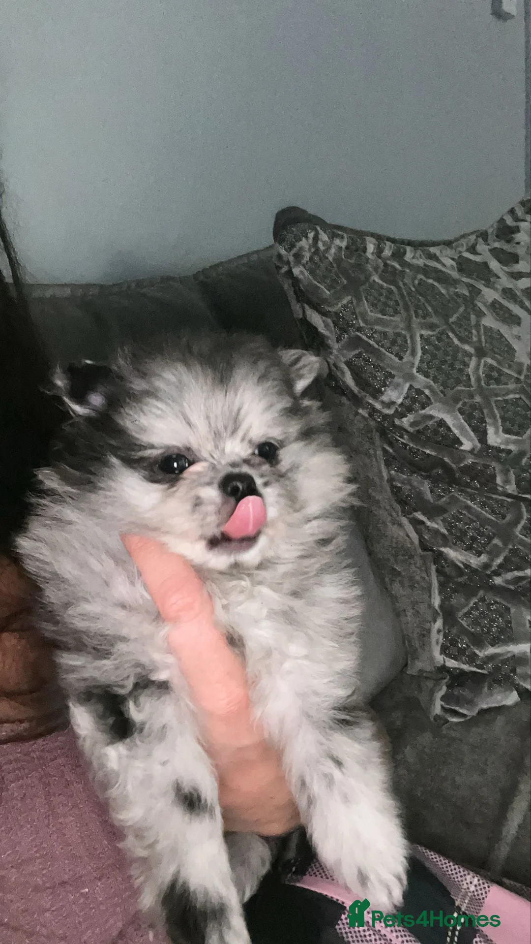 Pomeranian dogs for sale: Merle Pomeranian puppy in Skegness - Advert 1