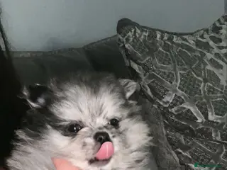 Pomeranian dogs Merle Pomeranian puppy - Advert 12