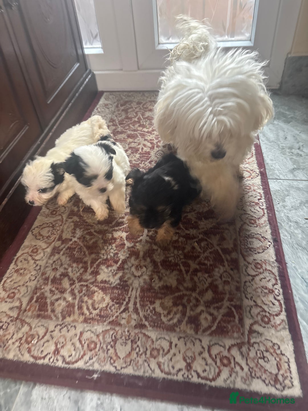 Morkie dogs for sale: 3 little morkies for sale  - Image 5