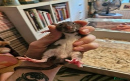 Rat rodents for sale: 4 beautiful Male Rats - Image 7
