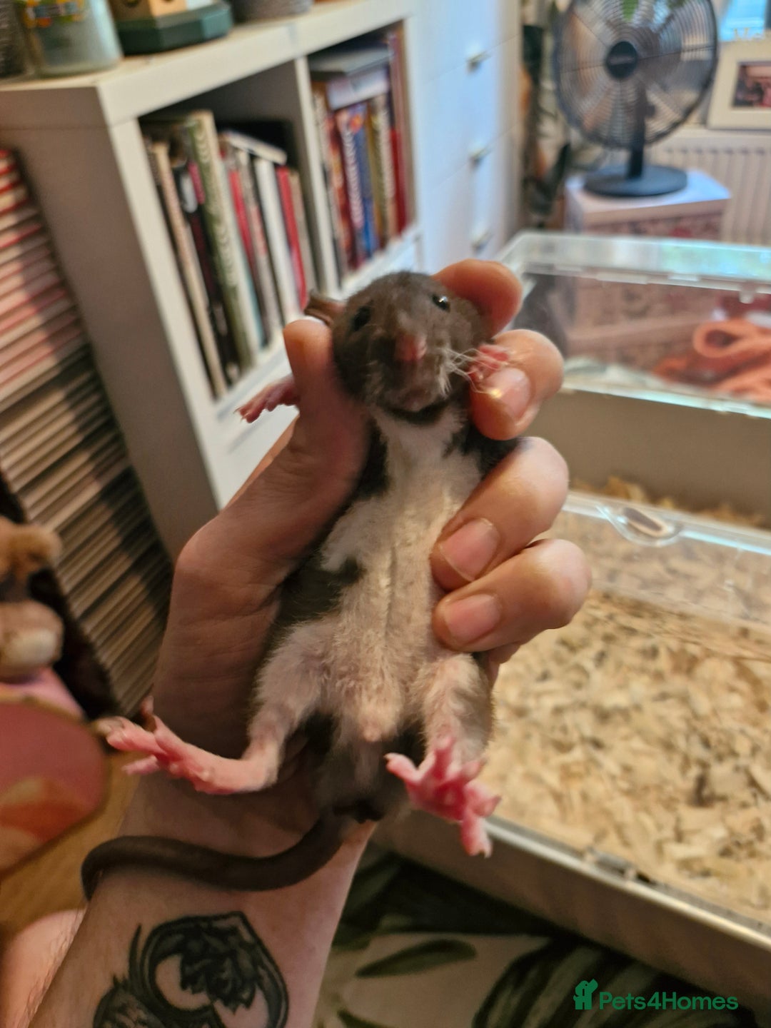 Rat rodents for sale: 4 beautiful Male Rats - Image 7
