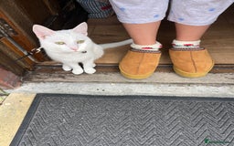 Mixed Breed cats for sale: Urgent re homing - Image 2