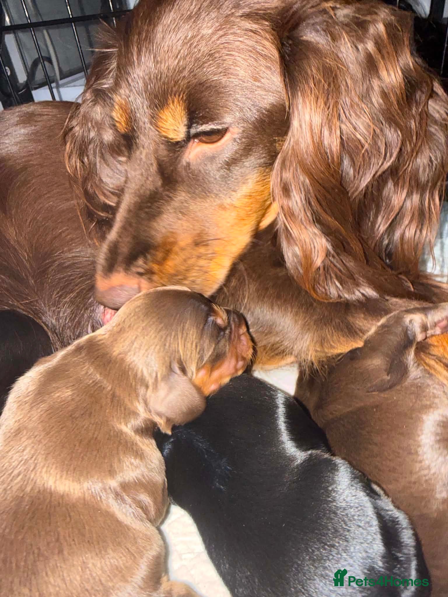 Cocker Spaniel dogs Litter of 5  gorgeous Cocker Spaniel puppies  - Advert 1