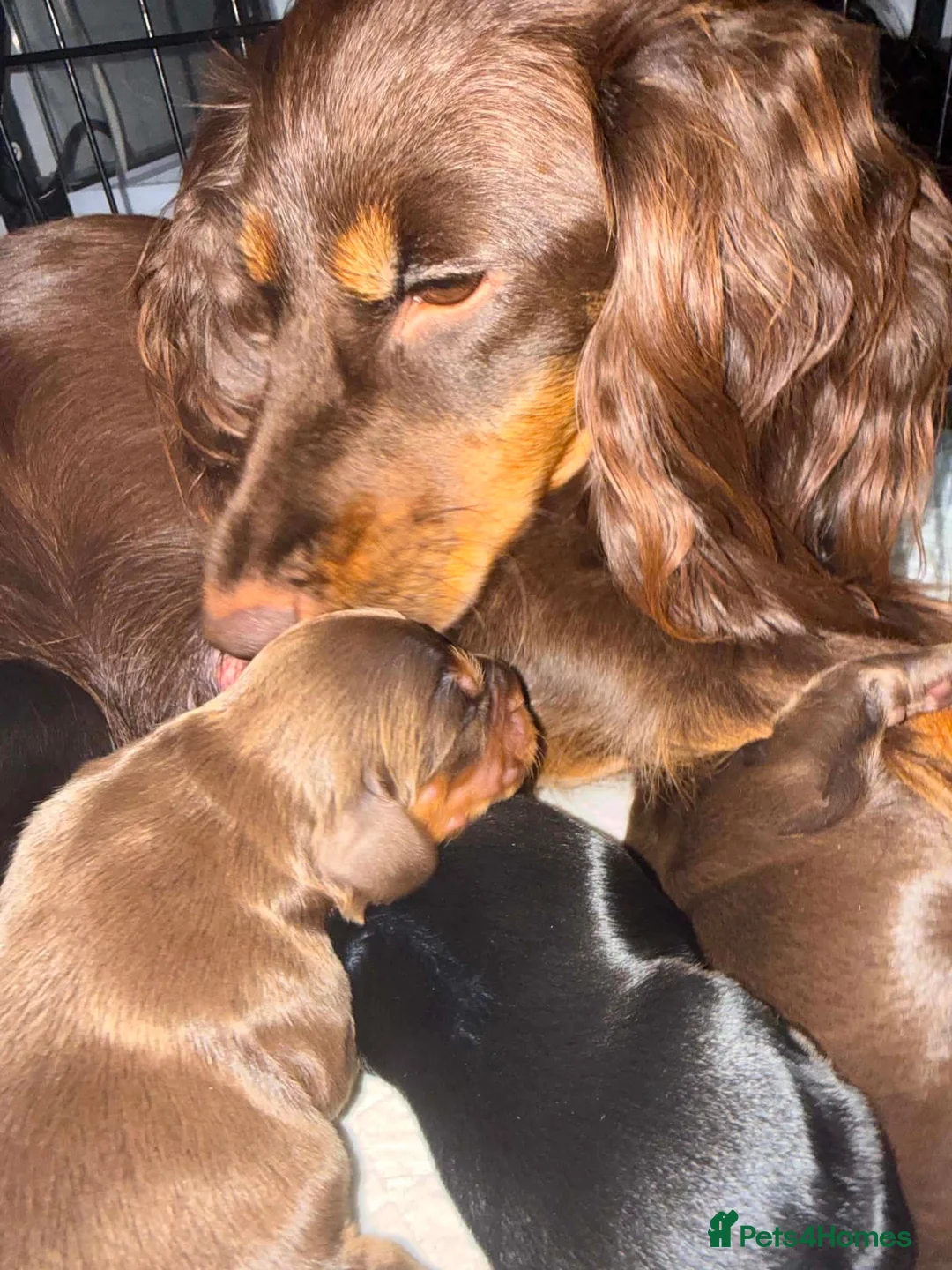 Cocker Spaniel dogs for sale: Litter of 5  gorgeous Cocker Spaniel puppies  in Dunfermline - Advert 1