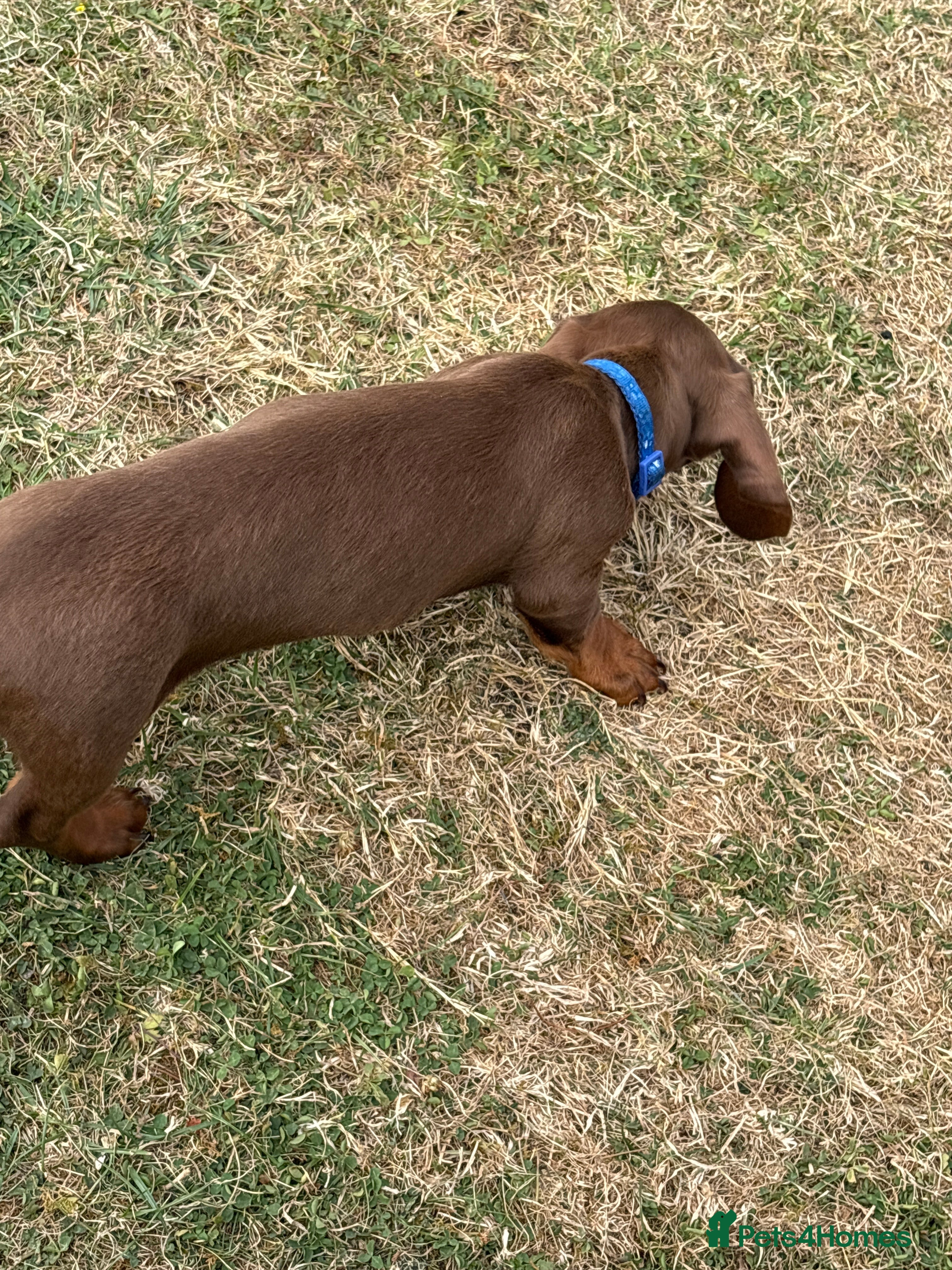 Miniature Dachshund dogs Stunning KC Miniature Dachshunds - Advert 2