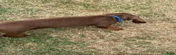 Miniature Dachshund dogs for sale: Stunning KC Miniature Dachshunds - Advert 9