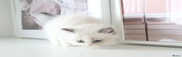 Ragdoll cats for sale: INDOOR FULL PEDIGREE RAGDOLL KITTENS - Advert 30