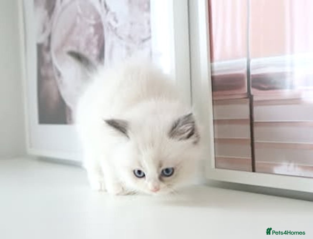 Ragdoll cats for sale: INDOOR FULL PEDIGREE RAGDOLL KITTENS - Advert 30