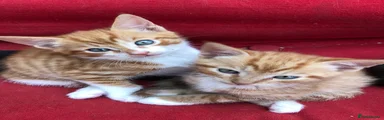  🐯 Ginger boy - The Charmer