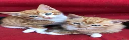 Mixed Breed cats for sale: Adorable kittens 🐾 🐈🐈‍⬛ - Advert 9
