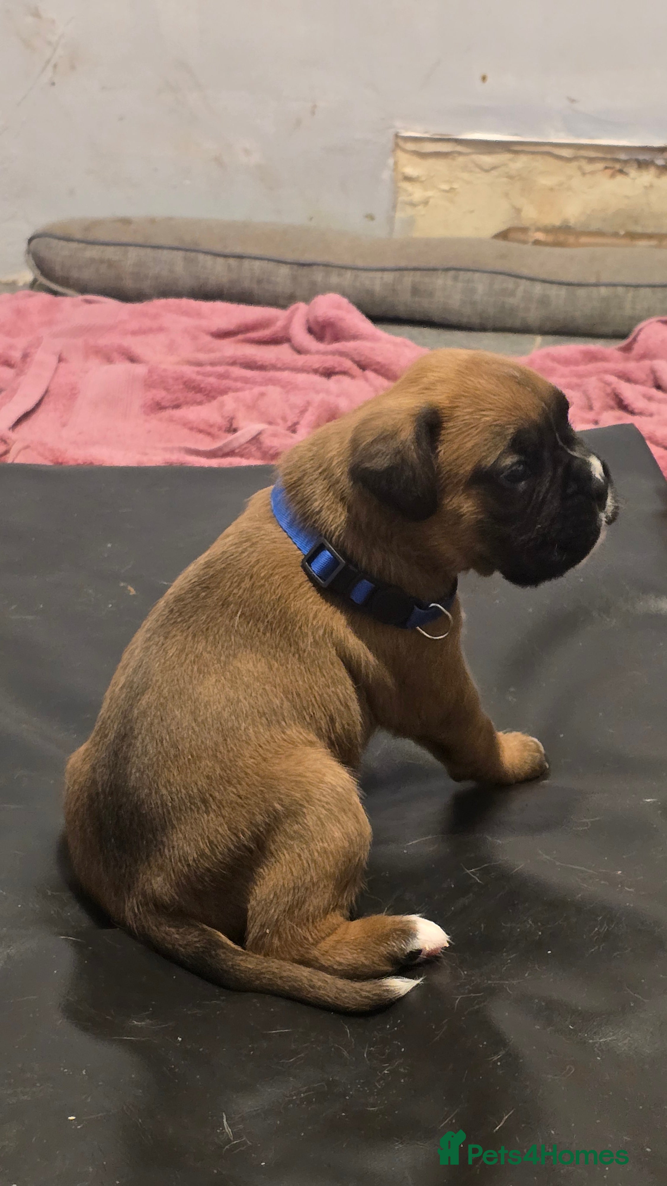 Boxer dogs KC boxer red puppies just born! 19.03 - Advert 2