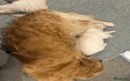 Golden Retriever dogs for sale: Golden retriever puppies  - Image 5