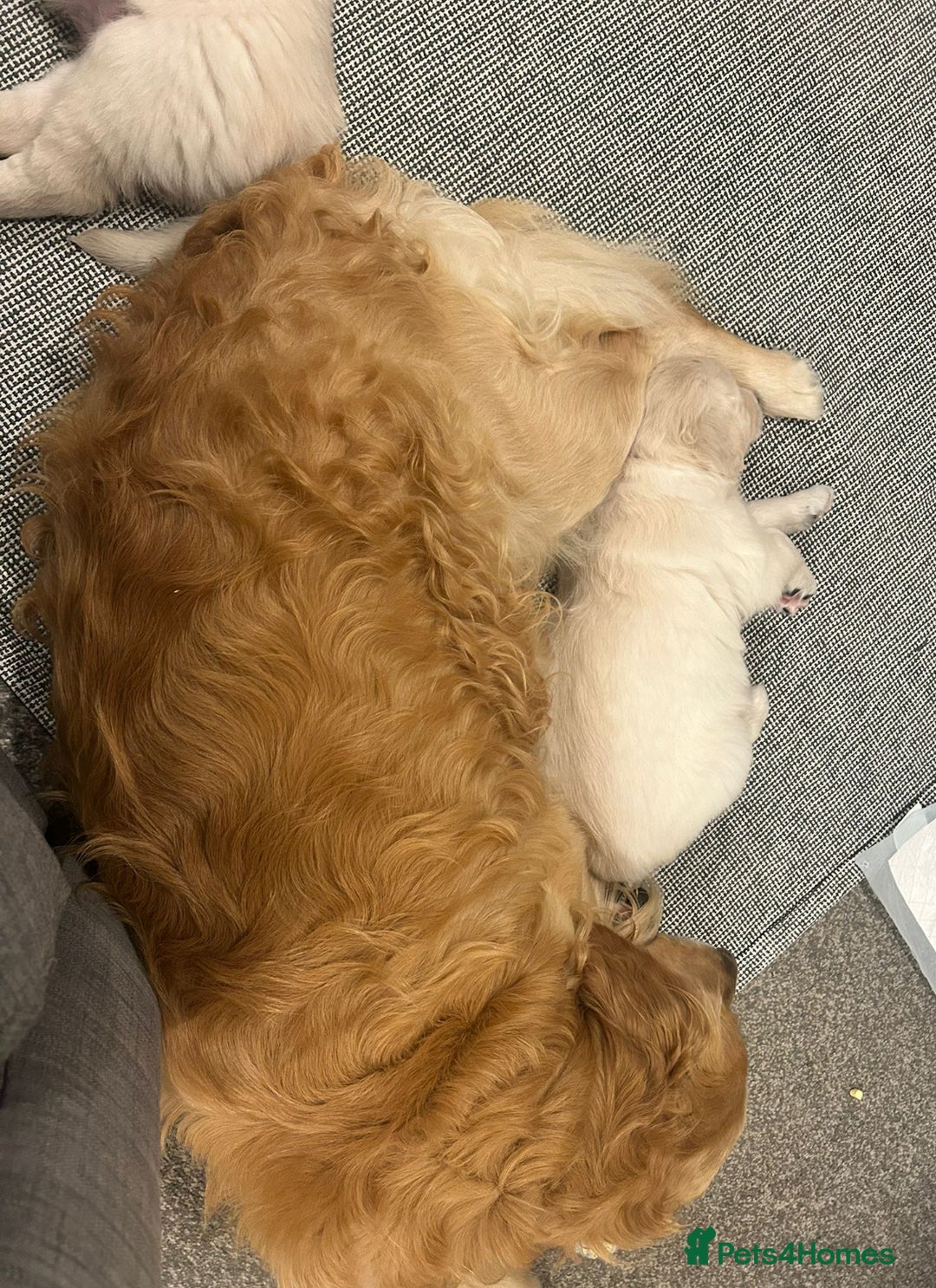 Golden Retriever dogs for sale: Golden retriever puppies  - Image 5