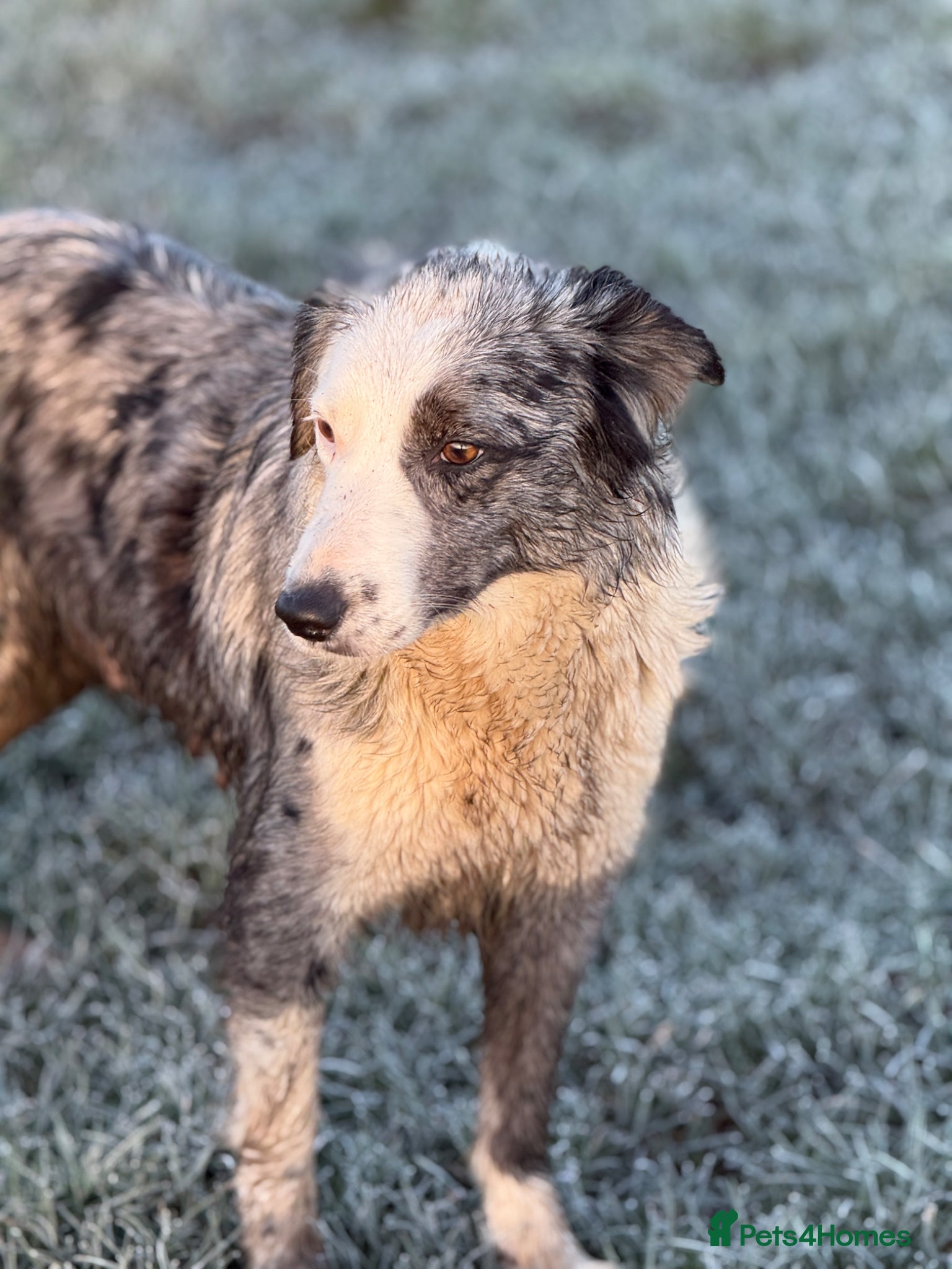 Border Collie dogs Gorgeous Merle,black and white and tri collie pups - Advert 1