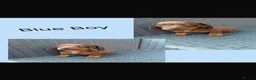 Miniature Dachshund dogs for sale: Miniature dachshunds  - Advert 8