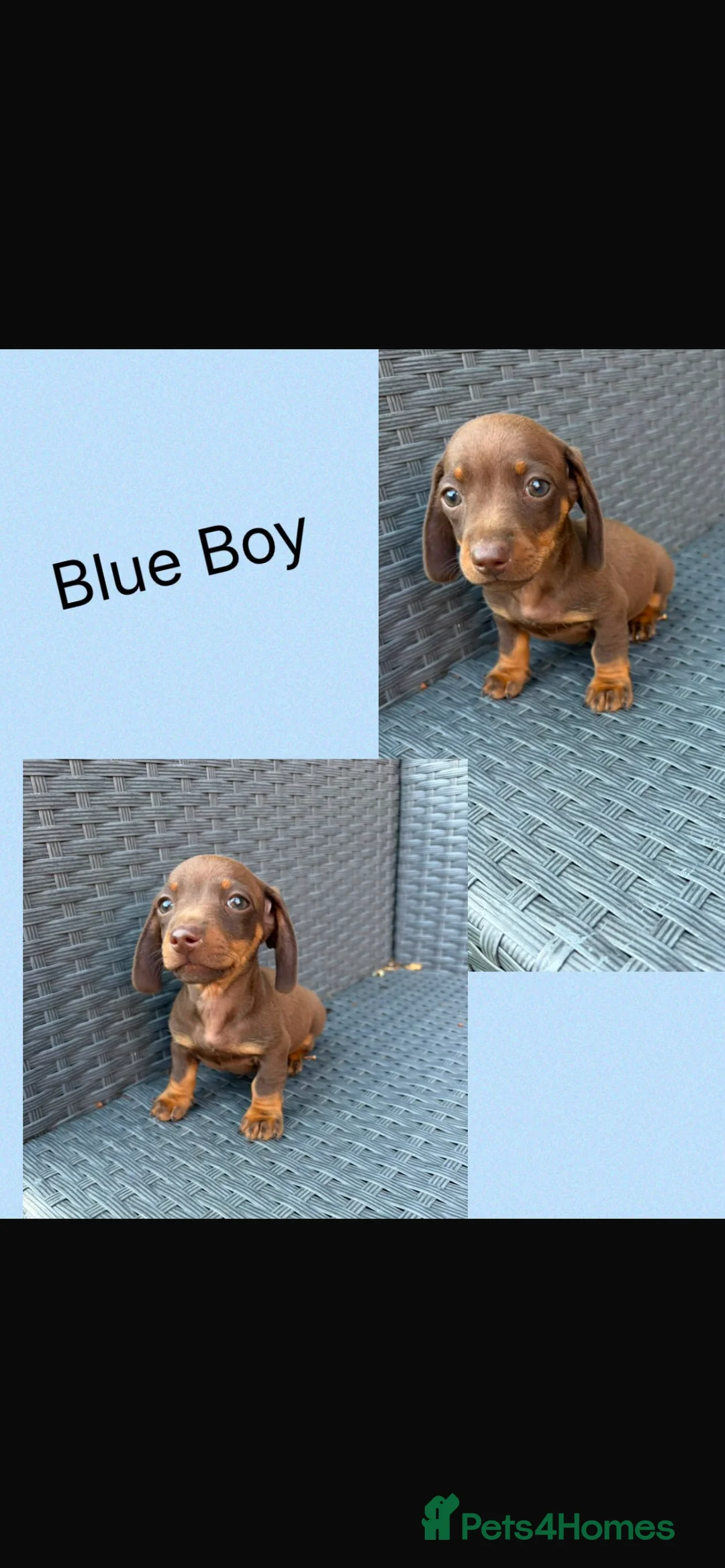 Miniature Dachshund dogs for sale: Miniature dachshunds  - Advert 8