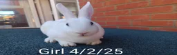 Rex rabbits for sale: Mini Rex BEW Bucks and Does Rabbits - Advert 3