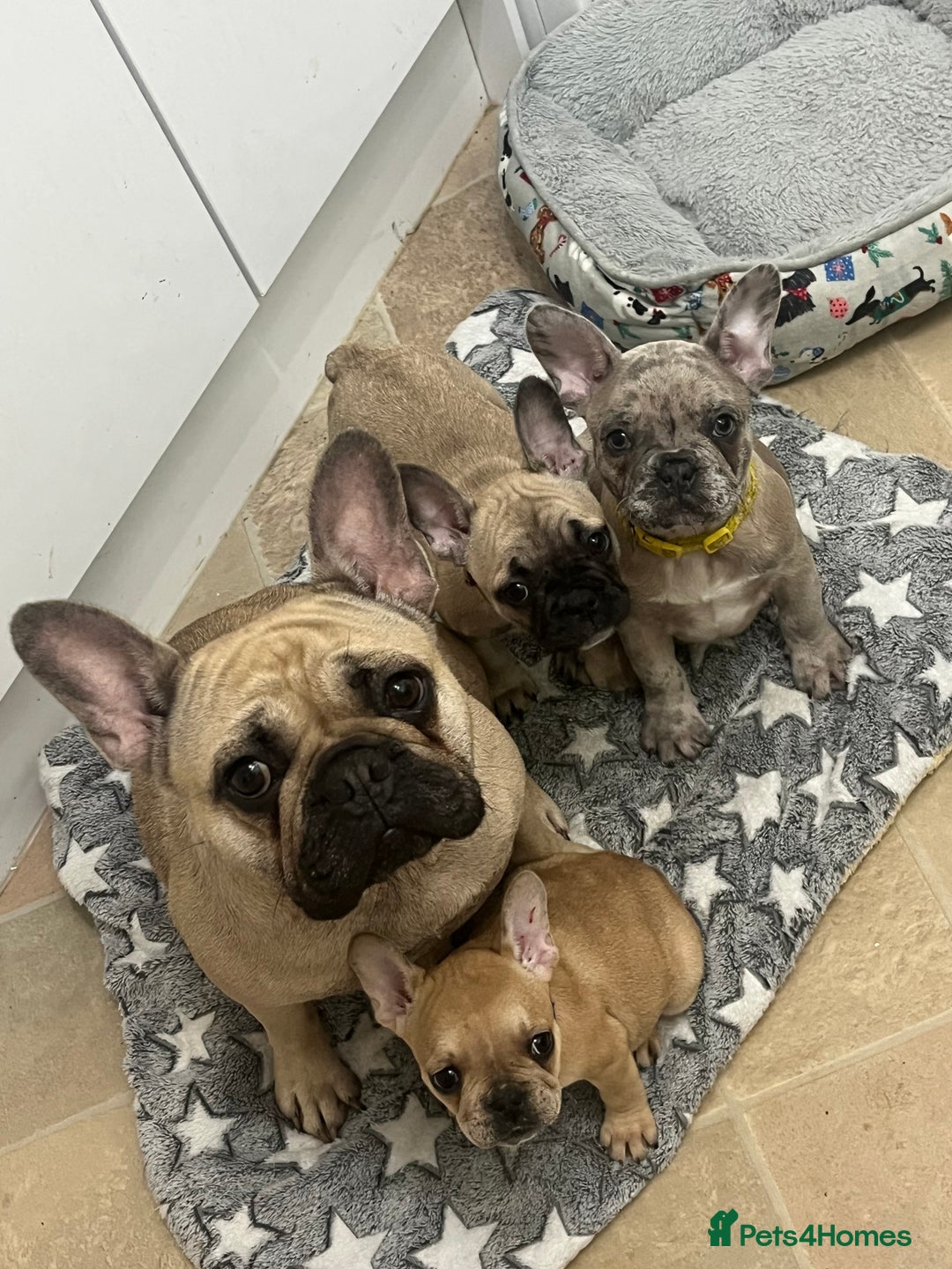 French Bulldog dogs for sale: French bulldog puppies - Advert 3