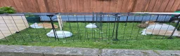 Mini Lion Lop rabbits for sale: Bany mini lop and lionheads - Advert 26