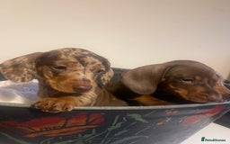 Dachshund dogs for sale: Beautiful litter of 7 dachshund puppies - Image 4