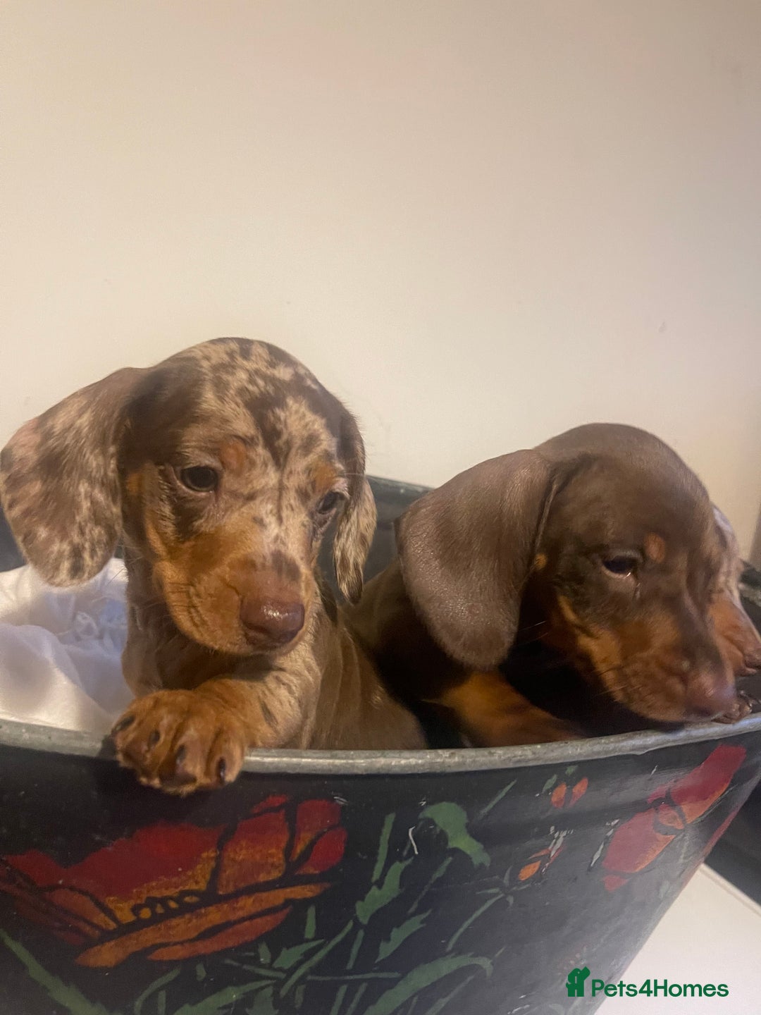 Dachshund dogs for sale: Beautiful litter of 7 dachshund puppies - Image 4