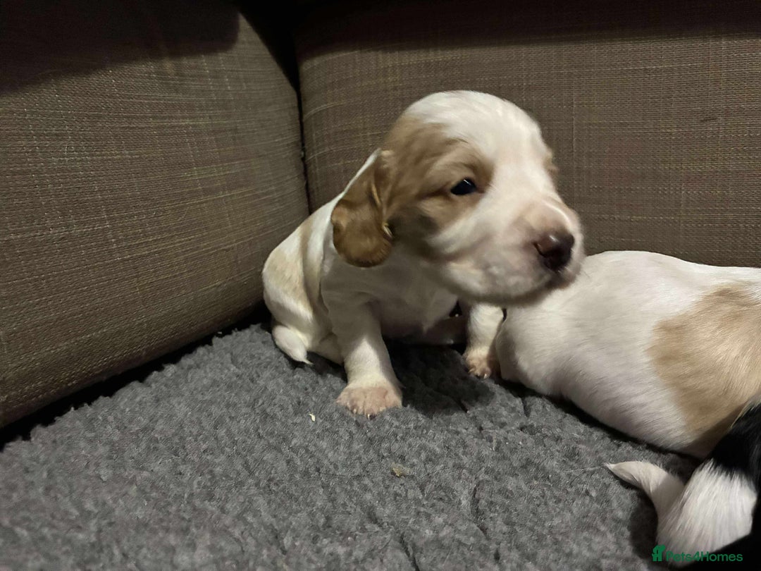 Cocker Spaniel dogs for sale: Lemon and white working cocker spaniels  - Image 3