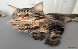 Maine Coon cats for sale: HURRY!! 10-MONTH-OLD MAINE COON KITTENS FOR SALE🐱 - Image 26