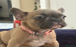 French Bulldog dogs for sale: Female French bulldog ❤️ - Image 3