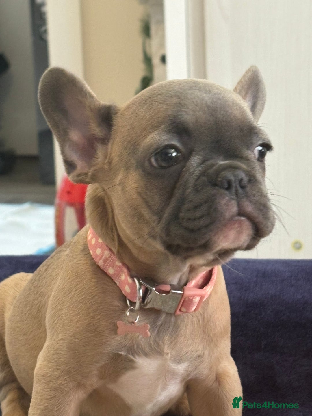 French Bulldog dogs for sale: Female French bulldog ❤️ - Image 3