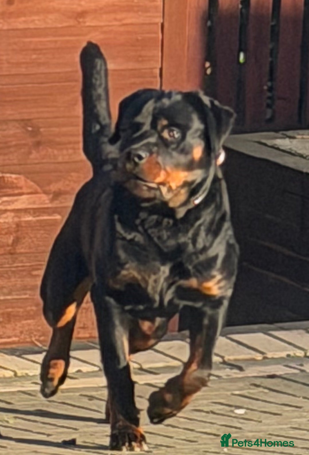 Rottweiler dogs for sale: Champion Bloodline Old School Rottweiler! - Advert 6