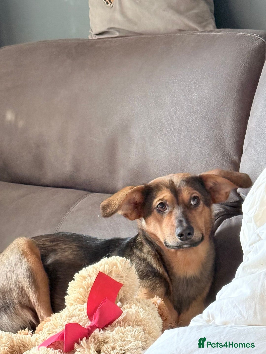 Mixed Breed dogs for adoption: Megan  - Advert 3