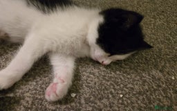 Mixed Breed cats for sale: Sweet kittens  - Image 25