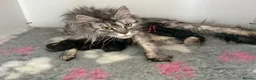 Maine Coon cats for sale: Beautiful Maine coon babies - Advert 12