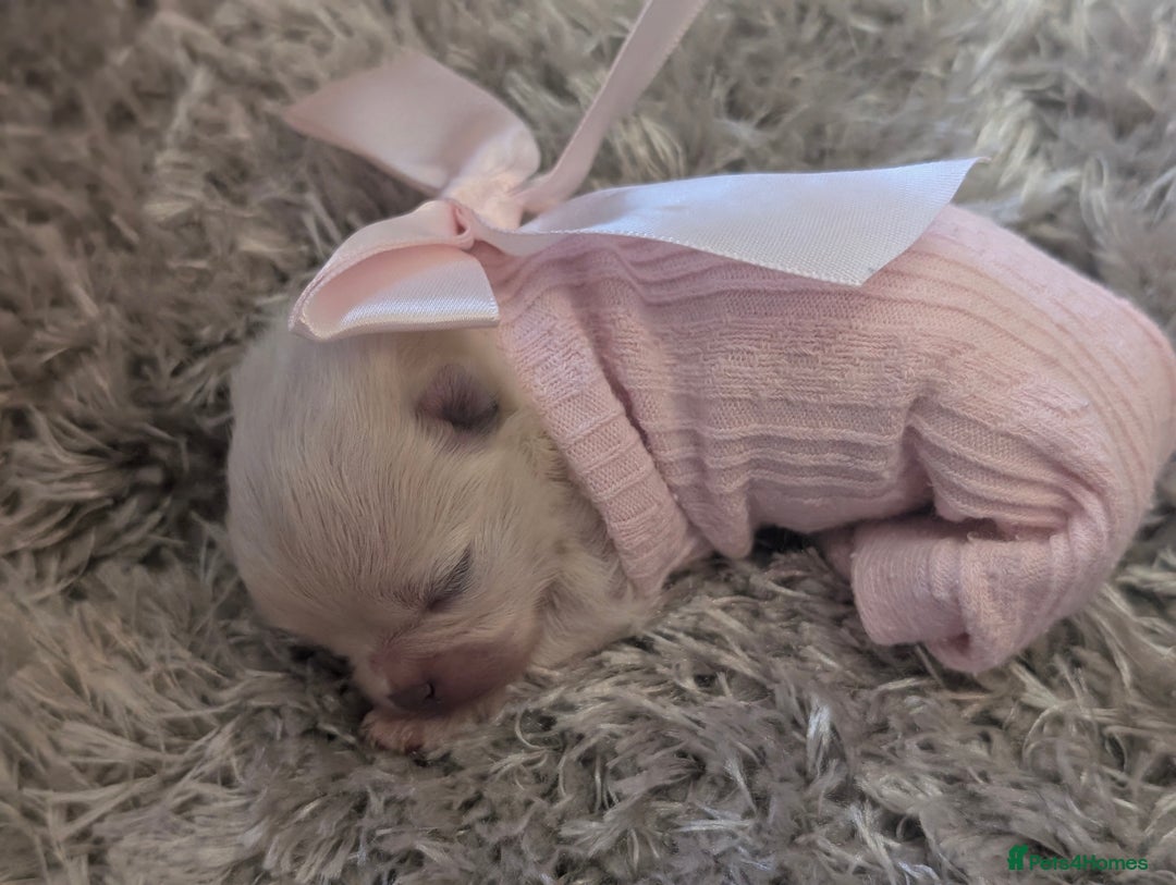 Pomeranian dogs for sale: Beautiful tiny Pomeranian girls  ONE LEFT  - Advert 14