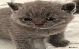 British Shorthair cats for sale: Beautiful Grey British Shorthair Kittens - Image 3