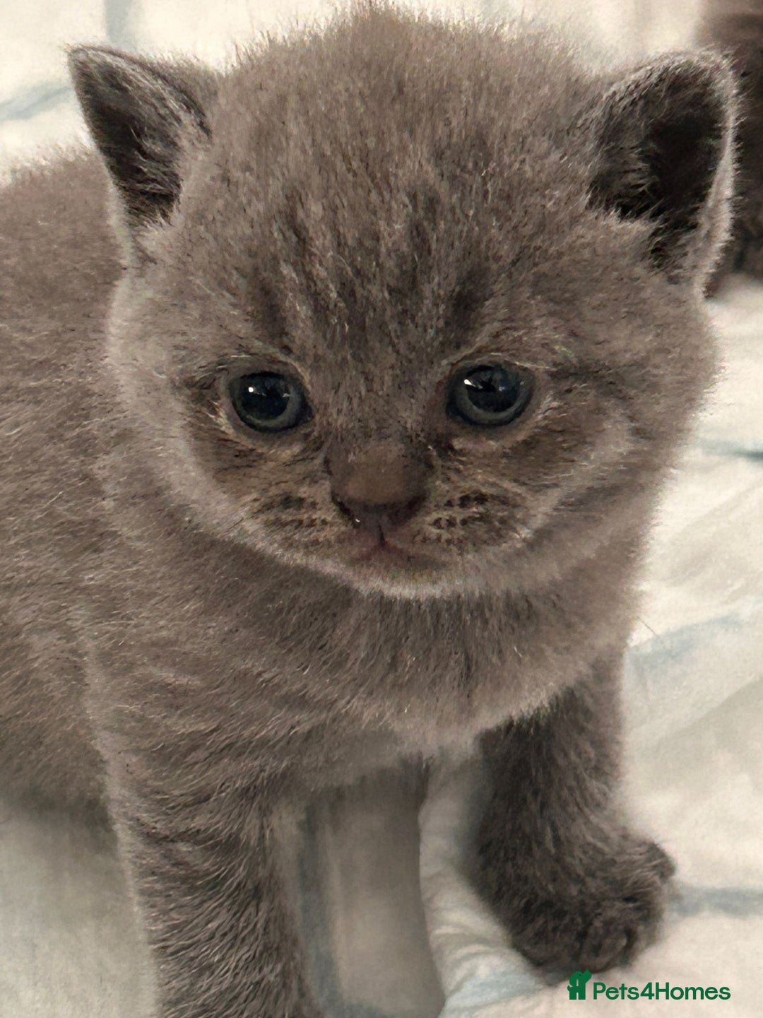 British Shorthair cats for sale: Beautiful Grey British Shorthair Kittens - Image 3
