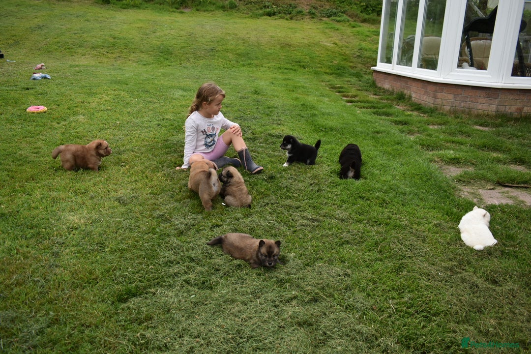 Chow Chow dogs for sale: Genuine Teddy Bear Chowski Puppies - Image 30