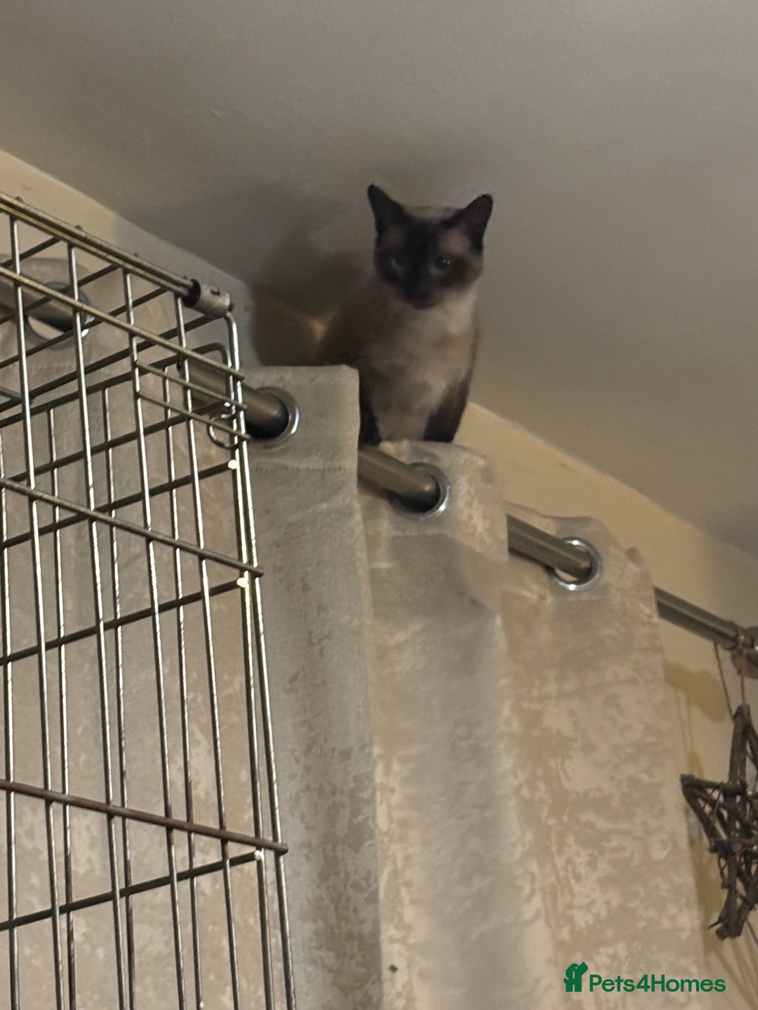 Mixed Breed cats for adoption: Loving, energetic Siamese X F 2yrs neutered  - Advert 3