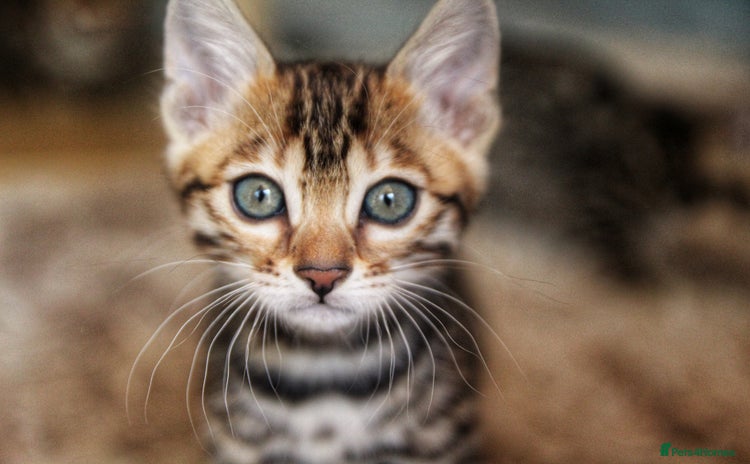 Bengal cats - Advert 4