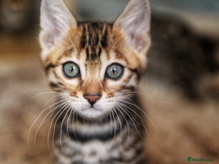 Bengal cats - Advert 27