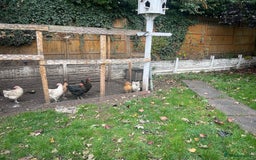 Chickens poultry for sale: 11 Chickens - Image 2