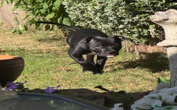 Staffordshire Bull Terrier dogs for sale: Staffordshire Bullterrier Puppy  - Image 4