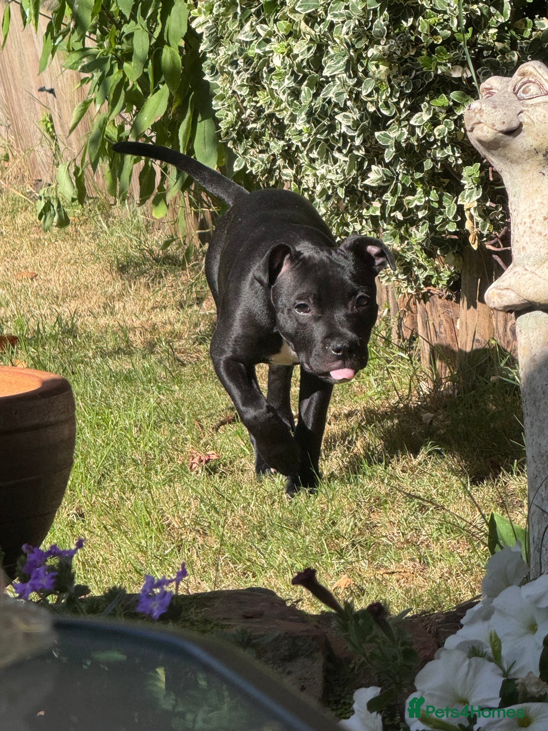 Staffordshire Bull Terrier dogs for sale: Staffordshire Bullterrier Puppy  - Image 4